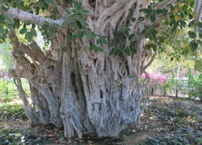 درخت انجیر معابد قشم ، میراثی چندصدساله